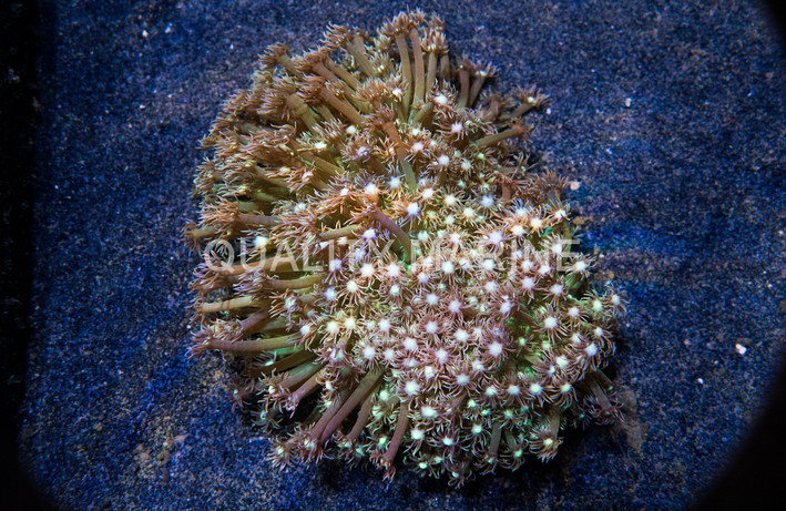 Flower Pot Short Polyp Green :: 52026