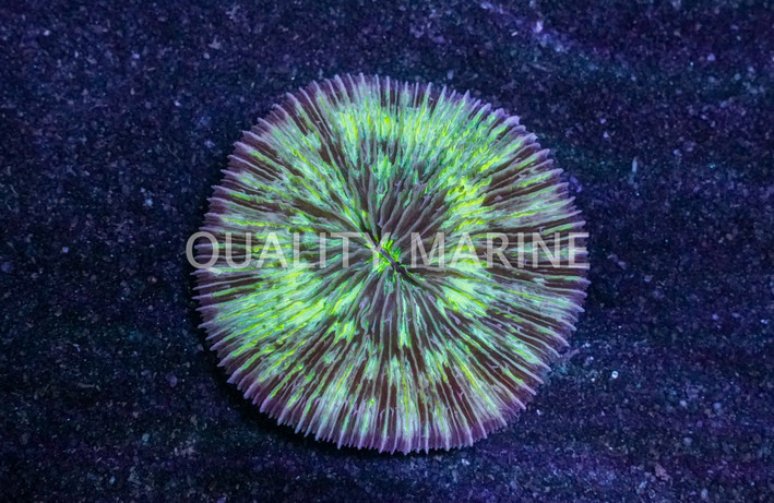 Short Tentacle Plate Coral :: 52038
