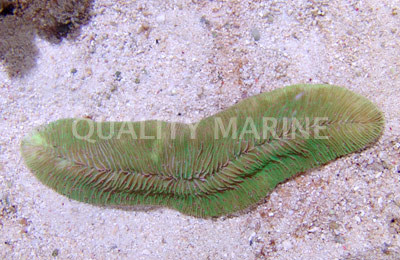 Slipper/Tongue Coral :: 52042