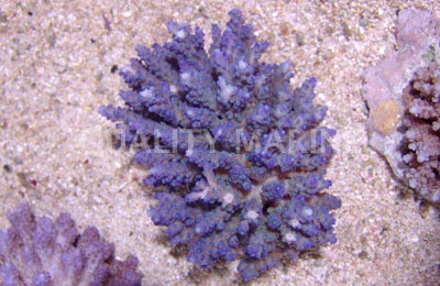 Blue Acropora Coral :: 52056