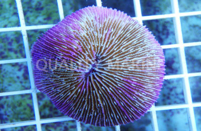 Purple Short Tentacle Plate Coral :: 52058