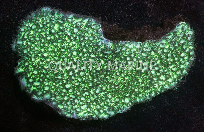 Green Encrusting Horn Coral :: 52118