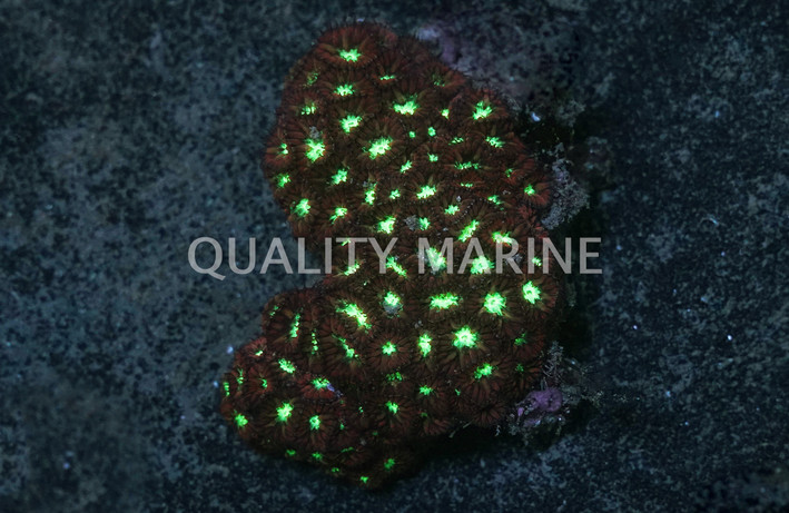 Blastomussa Merleti Coral :: 52130