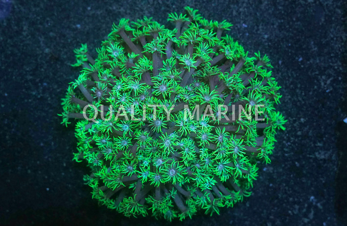 Flower Pot Green Super Metallic :: 52182