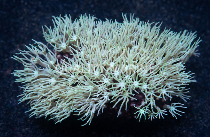 Green Pipe Organ Coral :: 52184