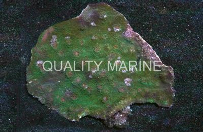 Pink Eye Green Chalice Coral :: 52203