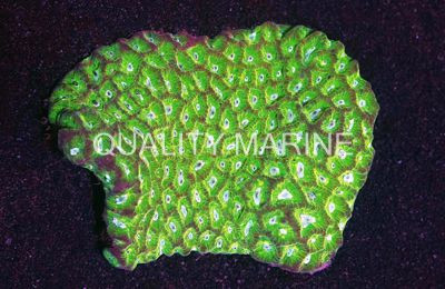 Neon Green War Coral :: 52204