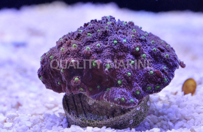 Neon Green Eye Purple Chalice Coral :: 52242
