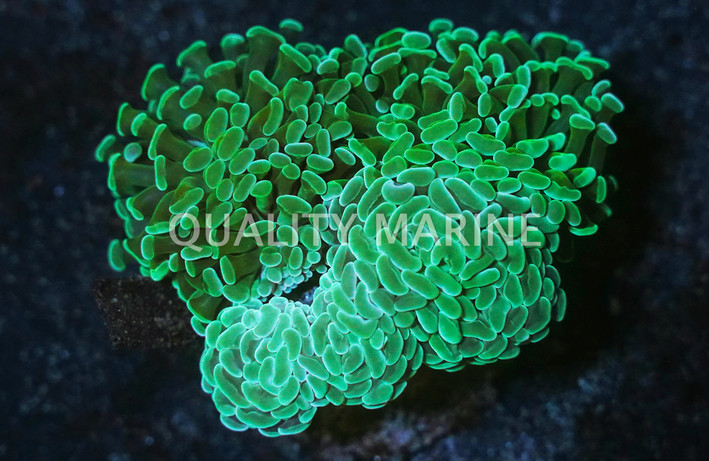 Green Branching Hammer Coral :: 52270