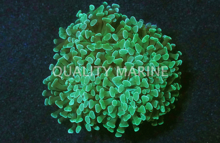 Neon Green Branching Hammer Coral :: 52271