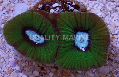 Brain Prism Green w/Teal Center :: 52288