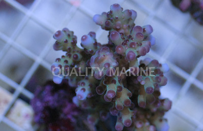 Green Loripes Acropora Coral :: 66017