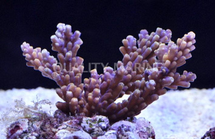 Purple Tip Cerealis Acropora Coral :: 66027