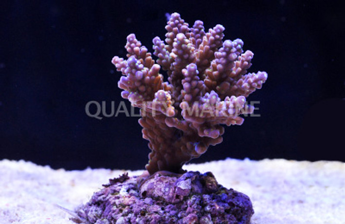 Purple Tip Secale Acropora Coral :: 66117