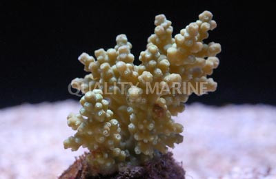 Neon Green Chesterfieldensis Acropora Coral :: 66157