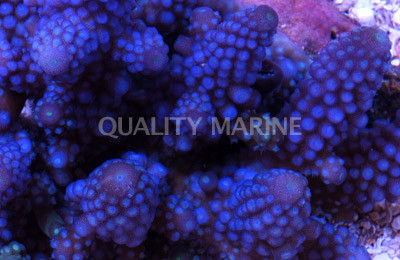 Blue Gemmifera Acropora Coral :: 66182