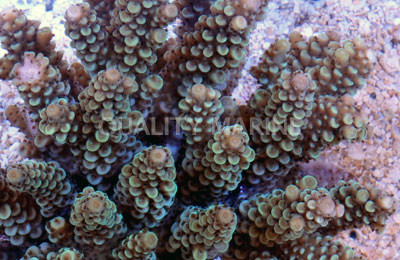 Green Prostrata Acropora Coral :: 66187
