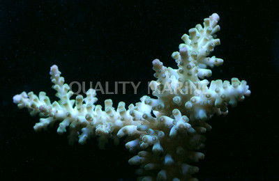 Green Echinata Acropora Coral  :: 66227