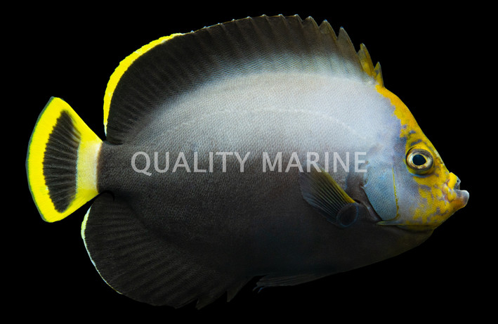 Black Velvet Angelfish