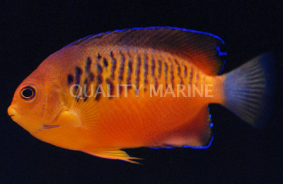 True Shepard's Angelfish :: 10089