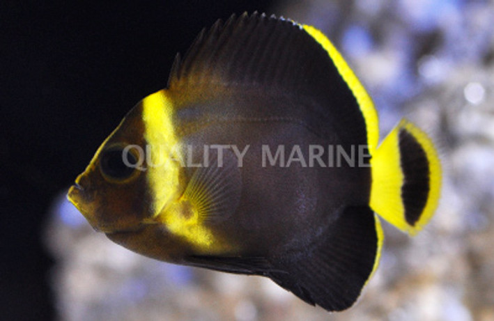 Blue Maze Angelfish :: 10105