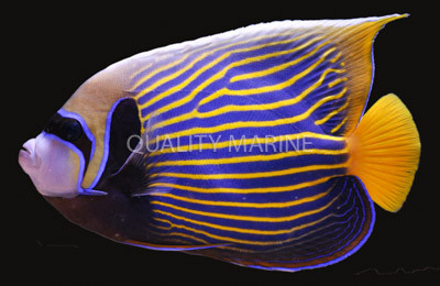 Imperator Angelfish, w/Streamers :: 10131