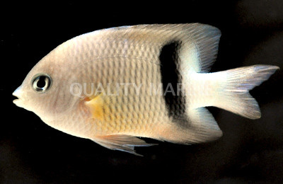 Blackbar Devil Damselfish :: 15085
