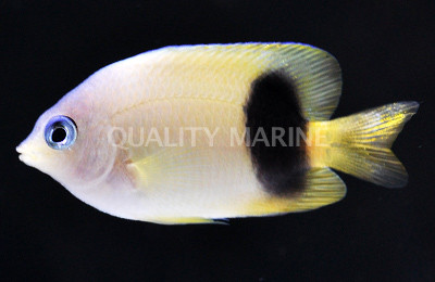 Johnston Island Damselfish :: 15086