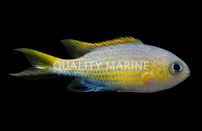 Vanderbilt's Chromis