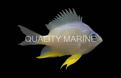 Yellow Belly Damselfish :: 15104