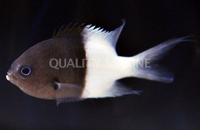 Half and Half Chromis :: 15118