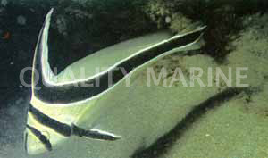 Jackknife Drumfish :: 15501