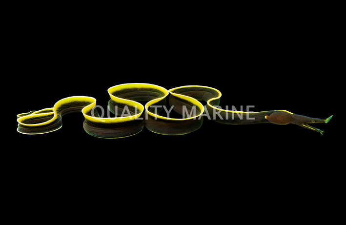 Black Ribbon Eel