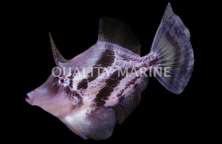 Fan Bellied Leatherjacket