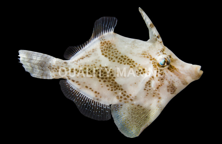 Fan Bellied Leatherjacket