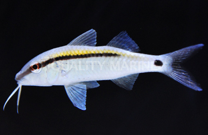Yellow Back Goatfish :: 18007