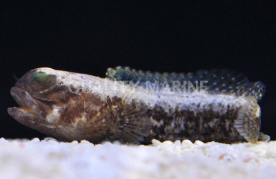 Dusky Jawfish :: 18527