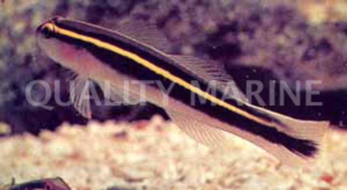Yellowline Goby :: 18533