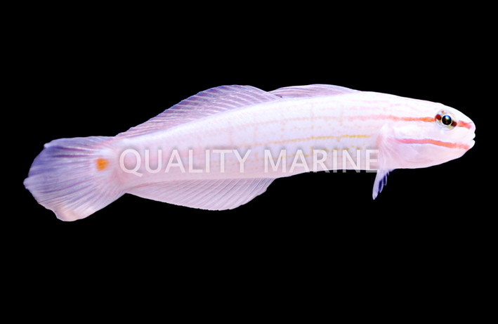 Orange Striped Goby