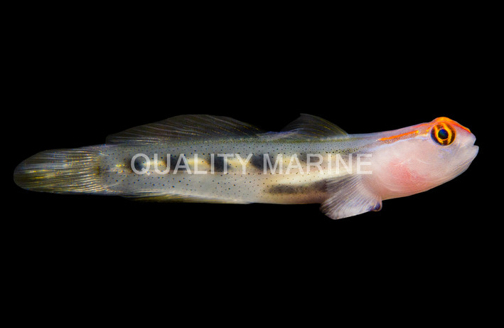 Red Head Goby