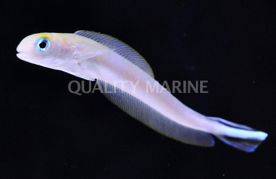 Flagtail Tilefish :: 18558