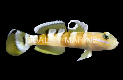 Tiger Wardi Watchman Goby :: 18572