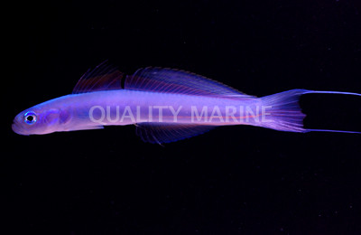 Blue Hana Dartfish :: 18580