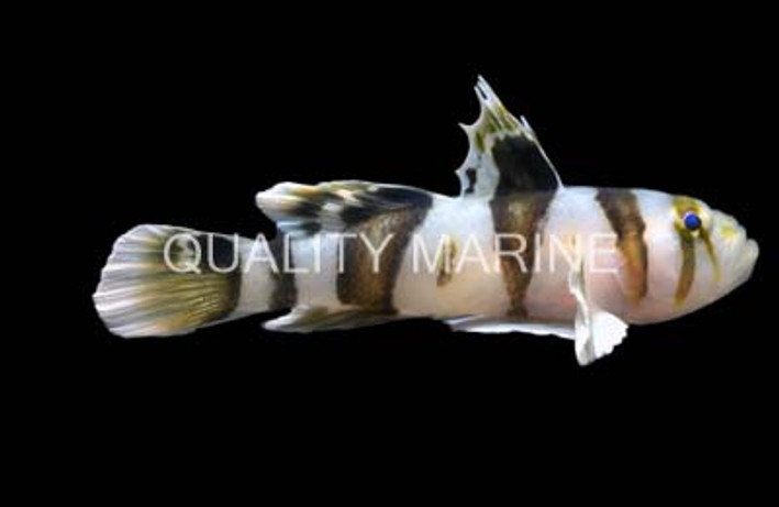 Black Barred Reef Goby :: 18599