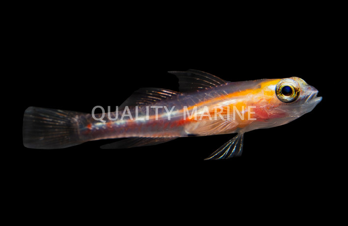Masked Goby
