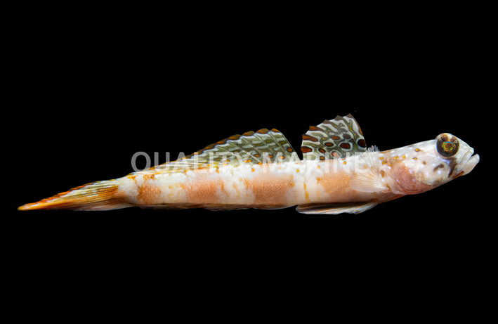 Beautiful Cheek Shrimp Goby