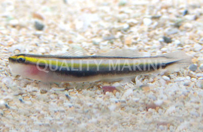 Sharknose Goby :: 18657