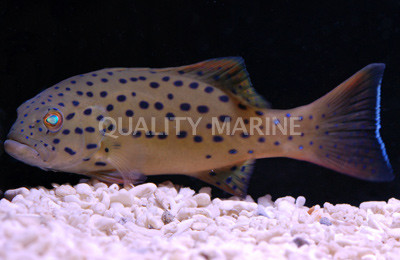 Spotted Grouper :: 19028