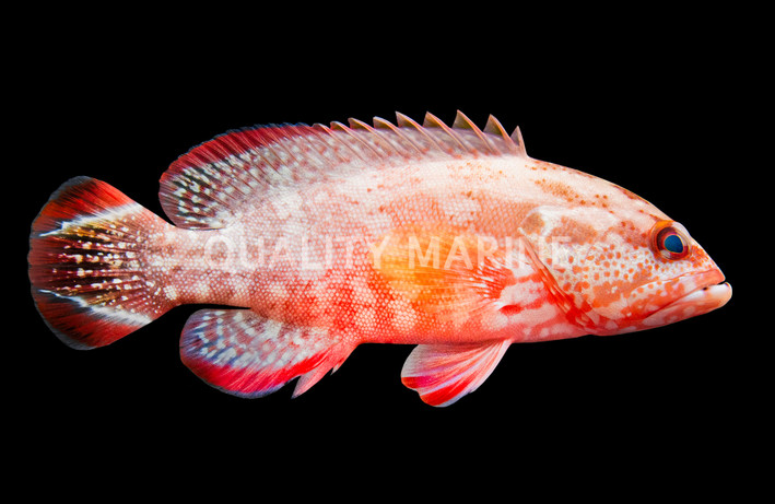 Darkfin Grouper