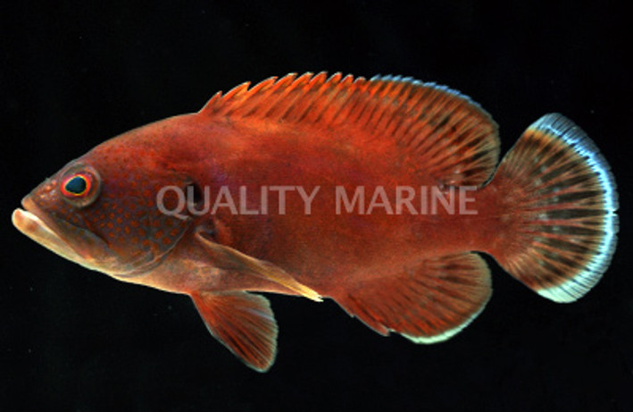 Tomato Grouper :: 19044